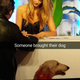Illustration for article titled Dog Attends iSports Illustrated /iSwimsuit Fan Fest